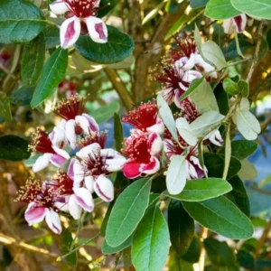 Pineapple Guava Trees - 3-5 Inch - Feijoa Plant - Set of 3