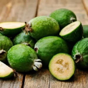 Pineapple Guava Trees - 3-5 Inch - Feijoa Plant - Set of 3