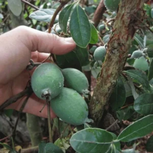 Pineapple Guava Trees - 3-5 Inch - Feijoa Plant - Set of 3