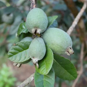 Pineapple Guava Trees - 3-5 Inch - Feijoa Plant - Set of 3