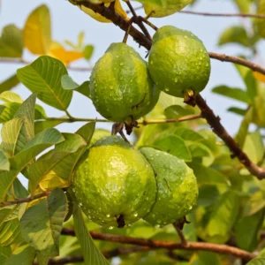 Pink Guava Plant Live 6-8 Inch - Grow Your Own Guava Fruit
