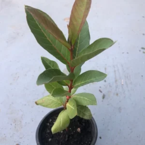 Pink Guava Plant Live 6-8 Inch - Grow Your Own Guava Fruit