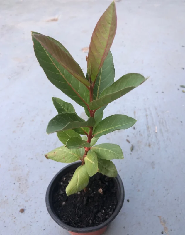 Pink Guava Plant Live 6-8 Inch - Grow Your Own Guava Fruit
