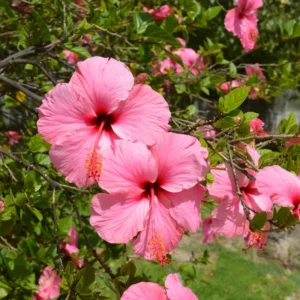 Pink Hibiscus Plant Live Hardy Flower 5-9'' Tall