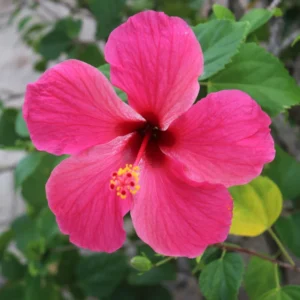 Pink Hibiscus Plant Live Hardy Flower 5-9'' Tall