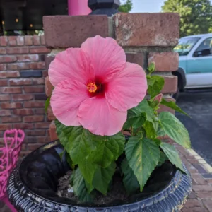 Pink Hibiscus Plant Live Hardy Flower 5-9'' Tall