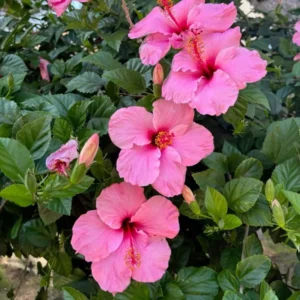 Pink Hibiscus Plant Live Hardy Flower 5-9'' Tall