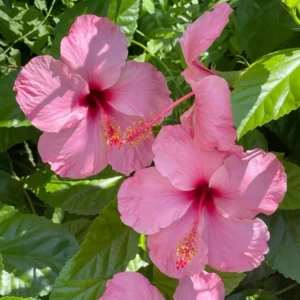 Pink Hibiscus Plant Live Hardy Flower 5-9'' Tall