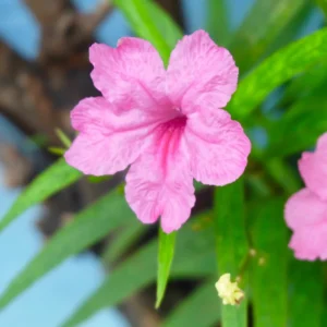 Pink Mexican Petunia Plants Live - Set of 2 Ruellia Brittoniana 4-7 Inch - Pink Flowers