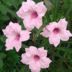 Pink Mexican Petunia Plants Live - Set of 2 Ruellia Brittoniana 4-7 Inch - Pink Flowers
