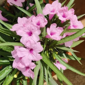 Pink Mexican Petunia Plants Live - Set of 2 Ruellia Brittoniana 4-7 Inch - Pink Flowers