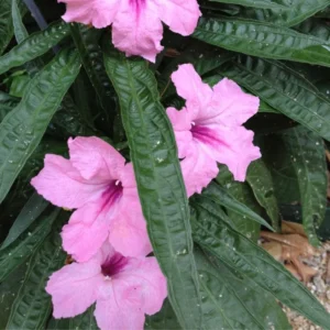 Pink Mexican Petunia Plants Live - Set of 2 Ruellia Brittoniana 4-7 Inch - Pink Flowers