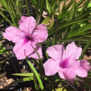 Pink Mexican Petunia Plants Live - Set of 2 Ruellia Brittoniana 4-7 Inch - Pink Flowers