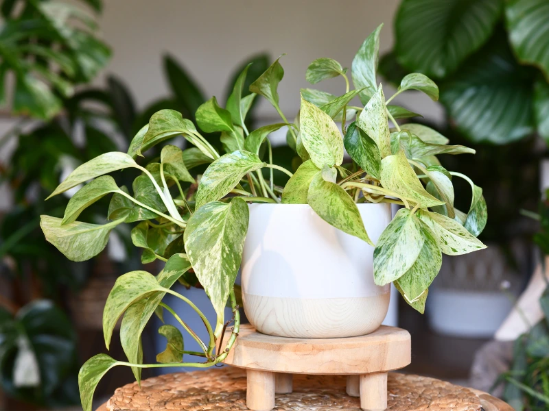 Pothos (Epipremnum aureum)