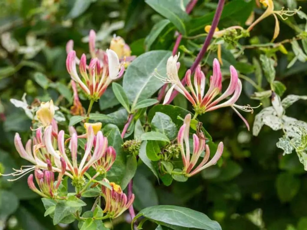 Purple Leaf (Lonicera japonica ‘Purpurea’)