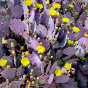 Purple Prickly Pear Cactus 6-8 Inch - Unique Desert Plant