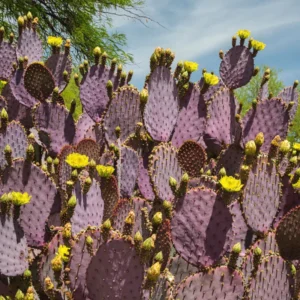 Purple Prickly Pear Cactus 6-8 Inch - Unique Desert Plant
