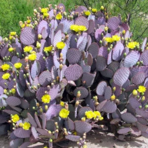 Purple Prickly Pear Cactus 6-8 Inch - Unique Desert Plant