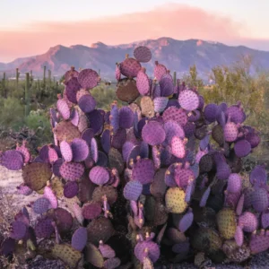 Purple Prickly Pear Cactus 6-8 Inch - Unique Desert Plant