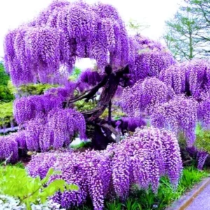 Purple Wisteria Vine - Chinese Wisteria Plant 3-5 Inch