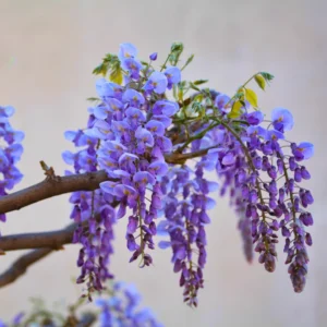 Purple Wisteria Vine - Chinese Wisteria Plant 3-5 Inch