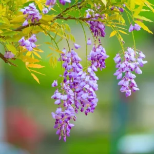 Purple Wisteria Vine - Chinese Wisteria Plant 3-5 Inch