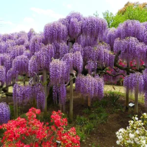 Purple Wisteria Vine - Chinese Wisteria Plant 3-5 Inch