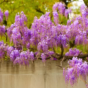 Purple Wisteria Vine - Chinese Wisteria Plant 3-5 Inch