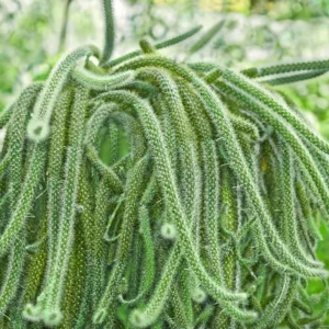 Rat Tail Cactus Succulent Plant 2 inch Pot Unique Home Decor