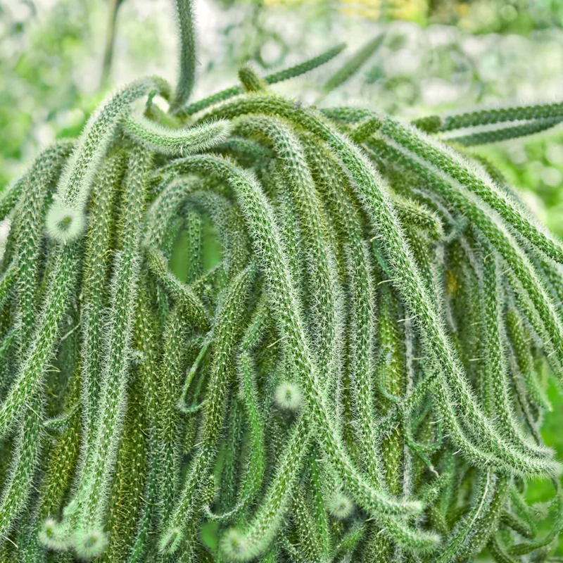 Rat Tail Cactus Succulent Plant 2 inch Pot Unique Home Decor