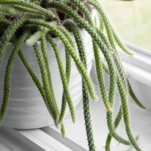 Rat Tail Cactus Succulent Plant 2 inch Pot Unique Home Decor