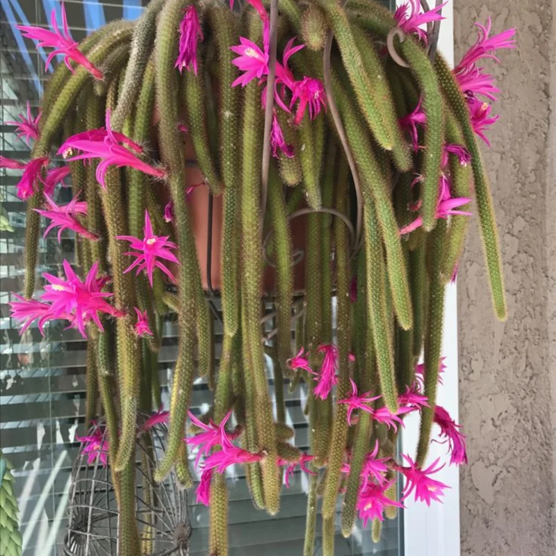 Rat Tail Cactus Succulent Plant 2 inch Pot Unique Home Decor