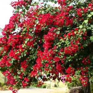 Red Bougainvillea Vine Plant 4-6 Inch Potted Outdoor Climbing