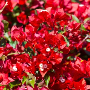 Red Bougainvillea Vine Plant 4-6 Inch Potted Outdoor Climbing