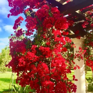 Red Bougainvillea Vine Plant 4-6 Inch Potted Outdoor Climbing