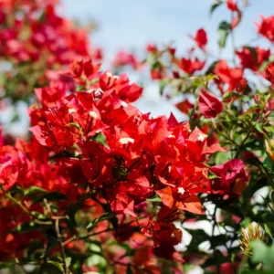 Red Bougainvillea Vine Plant 4-6 Inch Potted Outdoor Climbing
