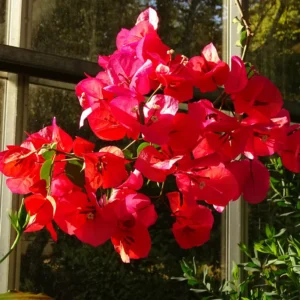 Red Bougainvillea Vine Plant 4-6 Inch Potted Outdoor Climbing