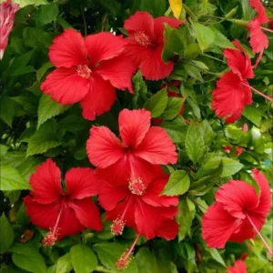 Red Hibiscus Plant Live Hardy Flower 5-9'' Tall Potted