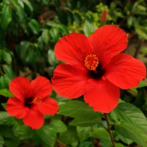 Red Hibiscus Plant Live Hardy Flower 5-9'' Tall Potted
