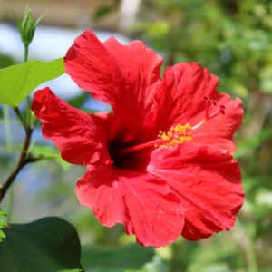 Red Hibiscus Plant Live Hardy Flower 5-9'' Tall Potted