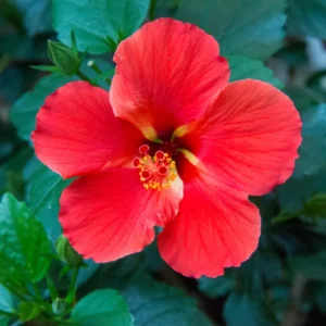 Red Hibiscus Plant Live Hardy Flower 5-9'' Tall Potted