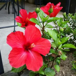 Red Hibiscus Plant Live Hardy Flower 5-9'' Tall Potted