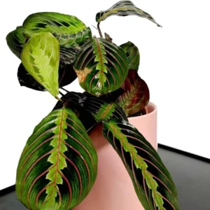Red Maranta Prayer Plant - 3 Inch Pot - Indoor Houseplant