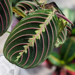 Red Maranta Prayer Plant - 3 Inch Pot - Indoor Houseplant