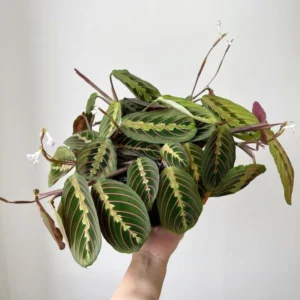 Red Maranta Prayer Plant - 3 Inch Pot - Indoor Houseplant