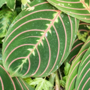 Red Maranta Prayer Plant - 3 Inch Pot - Indoor Houseplant