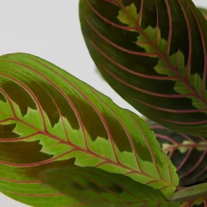 Red Maranta Prayer Plant - 3 Inch Pot - Indoor Houseplant