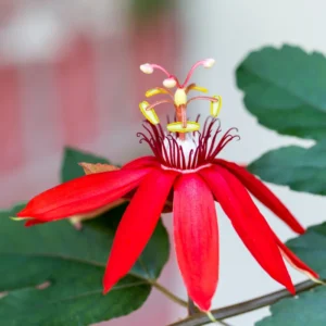 Red Passion Flower Plant - 5-7'' Tall - Exotic Flowering Vine