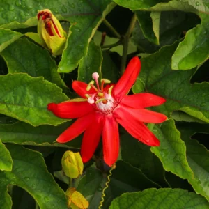 Red Passion Flower Plant - 5-7'' Tall - Exotic Flowering Vine