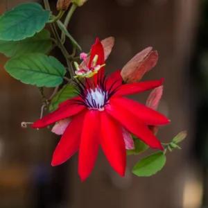 Red Passion Flower Plant - 5-7'' Tall - Exotic Flowering Vine